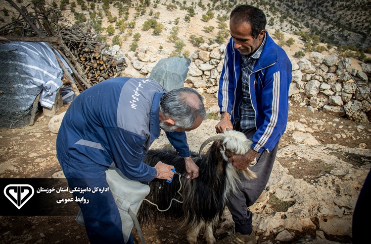 اتمام فاز دوم واکسیناسیون رایگان بر علیه بیماری تب برفکی در شهرستان بهبهان